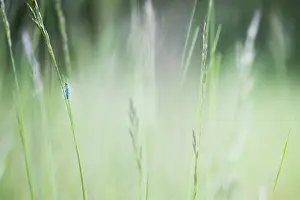 Macro Photography Nature Drucke: Macro image of an insect in Germany