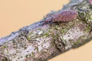 Makrobild eines Insekts in Deutschland.