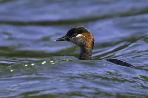 November Drucke: Madagaskar-Grasmückenten