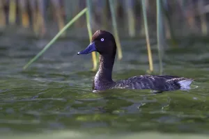November Drucke: Madagaskar-Pochard