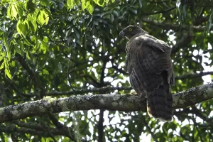 Madagascar Serpent Eagle