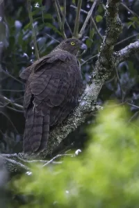 Madagascar Serpent Eagle