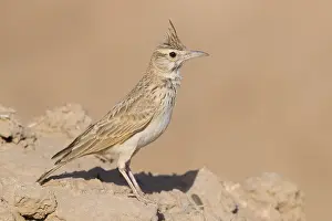 Passeriformes Birds Drucke: Maghreb Lark