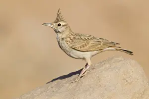 Passeriformes Birds Drucke: Maghreb Lark
