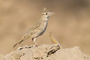April Drucke: Maghreb-Lark