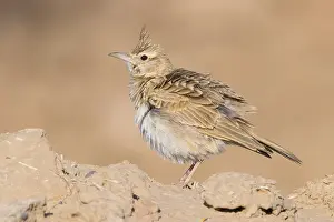 Passeriformes Birds Drucke: Maghreb Lark
