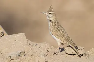 Daytime Wildlife Photography Drucke: Maghreb Lark