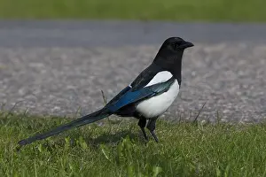 European Magpie Drucke: Magpie