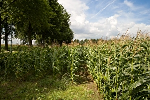 Corn Field Landscape Photo Drucke: Maisveld, Cornfield
