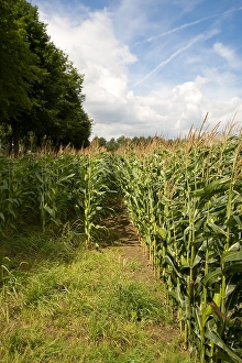 Bilder vom 25. August 2008: Maisfeld, Kornfeld