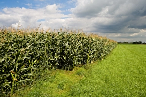 Bilder vom 25. August 2008: Maisfeld, Kornfeld