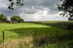 Dutch Farmland Scenery Drucke: Maisveld, Cornfield