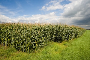 Bilder vom 25. August 2008: Maisfeld, Weizenfeld
