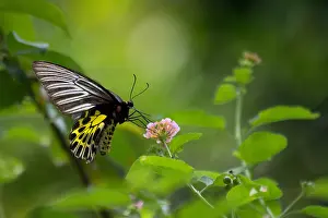 Malayanischer Vogelwingschmetterling, Troides amphrysus