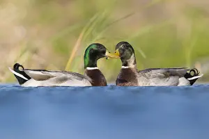 Bilder Datiert 11. März 2017: Mallard