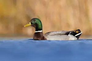 Anas Platyrhynchos Species Drucke: Mallard