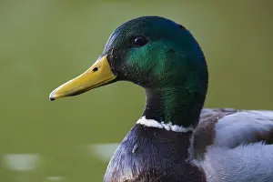 Mallard Bird Drucke: Mallard
