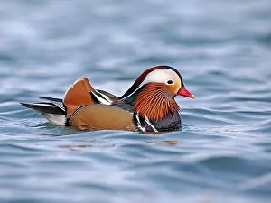 Mandarin Duck Drucke: Mandarin Duck