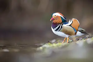 Mandarinduck, Aix galericulata