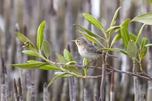 Bilder Datiert 24. Mai 2014: Mangroven-Ostolivenschnäpper, Oostelijke Vale Spotvogel, Iduna pallida alulensis