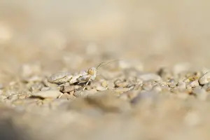 Sultanate Of Oman Nature Drucke: Mantis, Oman, Larvae