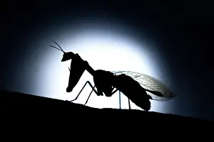 Bilder Datiert 23. Juni 2023: Mantispe gemein (Mantispa styriaca)
