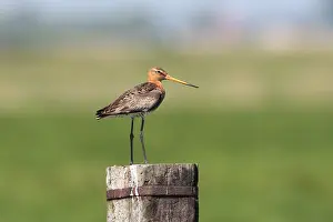 Wildlife Photography Techniques Drucke: manual updated