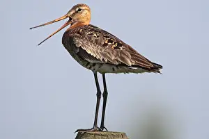 Bird Photography Guide Drucke: manual updated