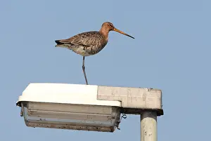 Bird Species Identification Guide Drucke: manual updated