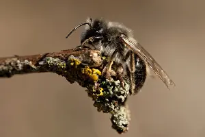 European Wildlife Photography Tips Drucke: manual updated