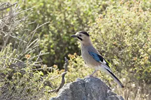 Wildlife Photography Greece Drucke: manual updated