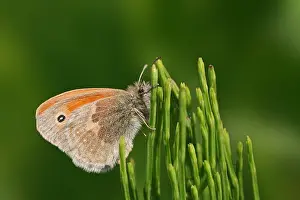 Small Heath Butterfly Drucke: manual updated