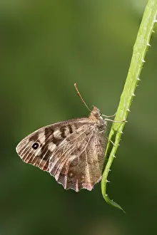 Speckled Wood Butterfly Drucke: manual updated