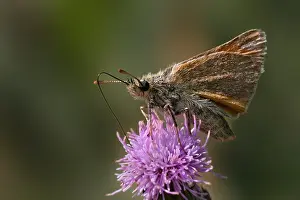 Small Skipper Butterfly Drucke: manual updated