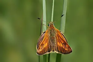 Large Skipper Butterfly Drucke: manual updated