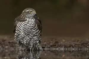 Eurasian Sparrowhawk Habitat Drucke: manual updated
