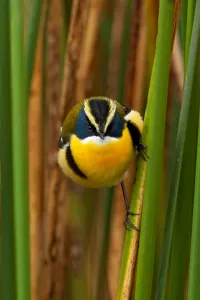 Bilder vom 6. Dezember 2009: Vielfarbiger Sturmschnäpper