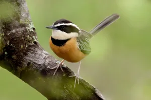 Peru Bird Species Drucke: Maranon Crescentchest