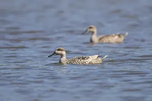 Side View Bird Photography Drucke: Marbled Duck
