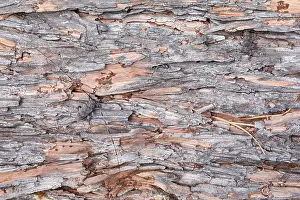 Bilder Datiert 18. Juni 2019: Marco ist ein Bild eines Insekts.