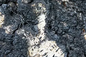 Bilder Datiert 15. Juni 2019: Marco ist ein Bild von einem Insekt.
