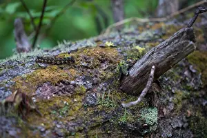 Caterpillar Metamorphosis Process Drucke: Marco image of an insect