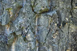 Bilder Datiert 19. Juni 2019: Marco ist ein Bild eines Insekts.