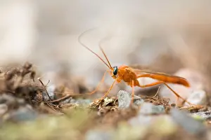 Hamburg Wildlife Photography Drucke: Marco image of an insect