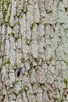 Bilder vom 17. Juni 2013: Marco ist ein Insektengemälde.