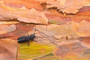 Insect Metamorphosis Process Drucke: Marco image of an insect