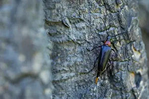 Bilder Datiert 19. Juni 2019: Marco ist ein Bild eines Insekts.