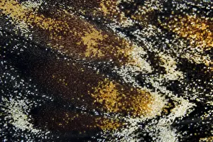 Lepidoptera Species Drucke: Marco image of an insect
