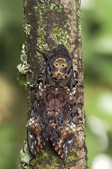 Wildlife Insects Drucke: Marco image of an insect