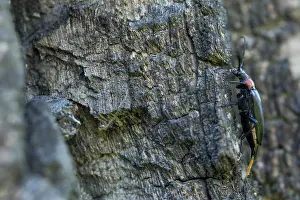 Bilder Datiert 19. Juni 2019: Marco-Bild eines Insekts.
